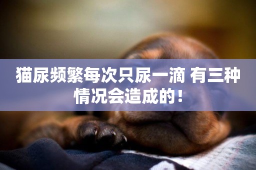 貓尿頻繁每次只尿一滴 有三種情況會造成的！