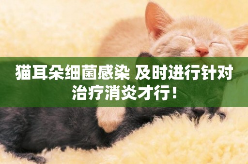貓耳朵細菌感染 及時進行針對治療消炎才行！