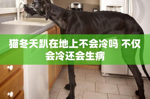 貓冬天趴在地上不會冷嗎 不僅會冷還會生病