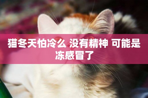 貓冬天怕冷么 沒有精神 可能是凍感冒了