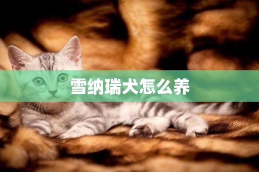 雪納瑞犬怎么養