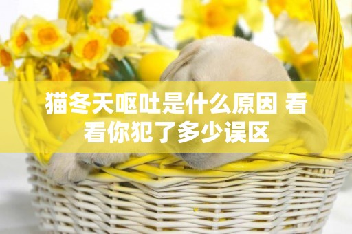 貓冬天嘔吐是什么原因 看看你犯了多少誤區