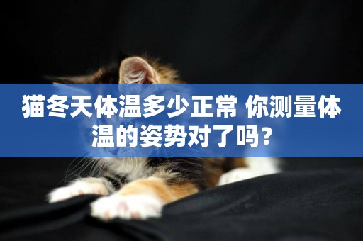 貓冬天體溫多少正常 你測量體溫的姿勢對了嗎？