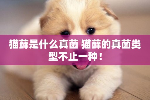 貓蘚是什么真菌 貓蘚的真菌類型不止一種！