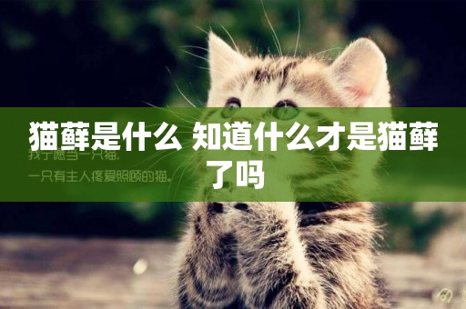 貓蘚是什么 知道什么才是貓蘚了嗎