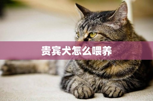 貴賓犬怎么喂養