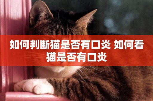 如何判斷貓是否有口炎 如何看貓是否有口炎