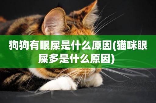 狗狗有眼屎是什么原因(貓咪眼屎多是什么原因) 