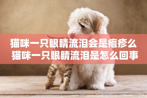 貓咪一只眼睛流淚會是皰疹么 貓咪一只眼睛流淚是怎么回事