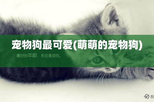寵物狗最可愛(萌萌的寵物狗) 