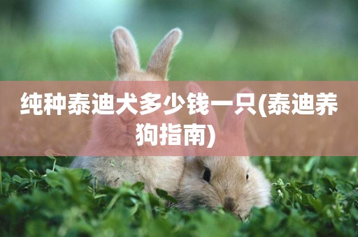 純種泰迪犬多少錢一只(泰迪養狗指南) 
