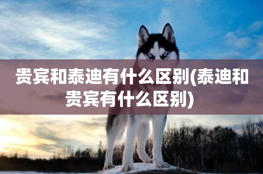 貴賓和泰迪有什么區別(泰迪和貴賓有什么區別) 