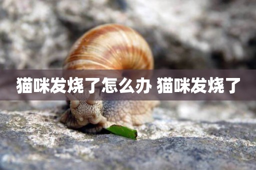 貓咪發燒了怎么辦 貓咪發燒了