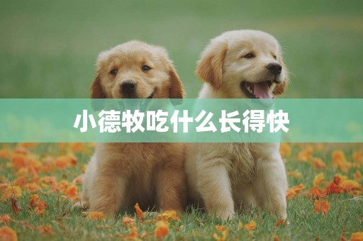 小德牧吃什么長得快