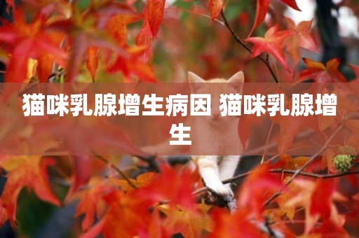 貓咪乳腺增生病因 貓咪乳腺增生