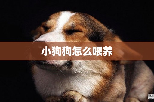 小狗狗怎么喂養