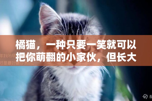 橘貓，一種只要一笑就可以把你萌翻的小家伙，但長大后小心笑噴你 