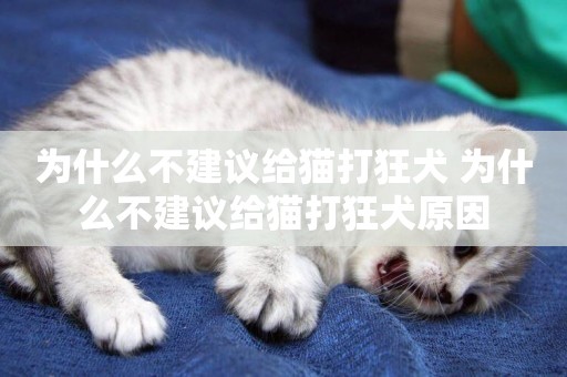 為什么不建議給貓打狂犬 為什么不建議給貓打狂犬原因