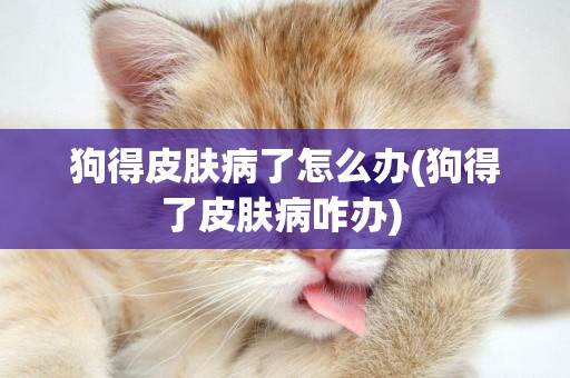 狗得皮膚病了怎么辦(狗得了皮膚病咋辦) 