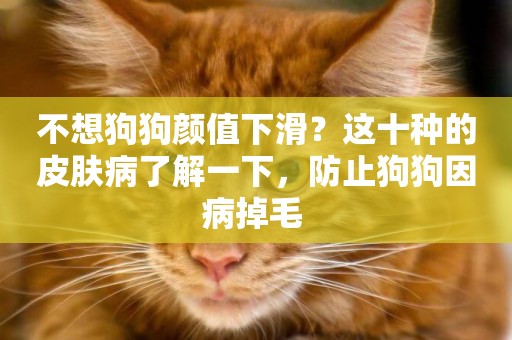 不想狗狗顏值下滑？這十種的皮膚病了解一下，防止狗狗因病掉毛 