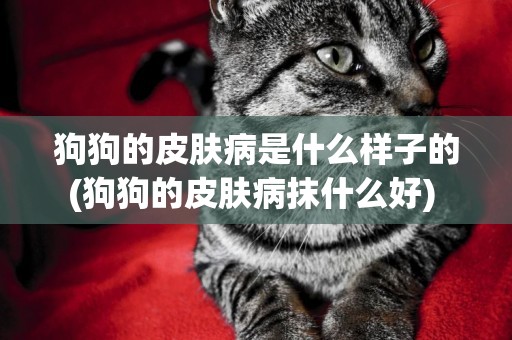 狗狗的皮膚病是什么樣子的(狗狗的皮膚病抹什么好) 