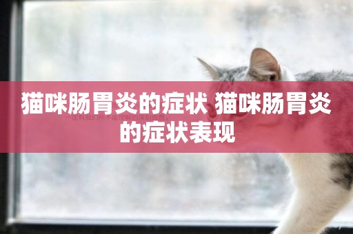 貓咪腸胃炎的癥狀 貓咪腸胃炎的癥狀表現
