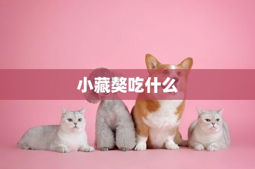 小藏獒吃什么