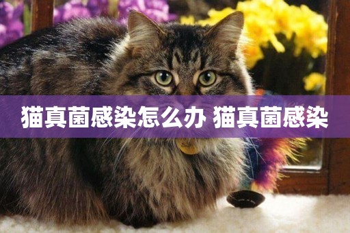 貓真菌感染怎么辦 貓真菌感染