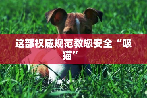 這部權威規范教您安全“吸貓” 