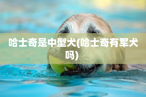 哈士奇是中型犬(哈士奇有軍犬嗎) 