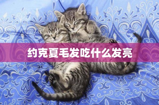 約克夏毛發吃什么發亮