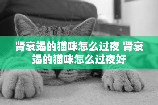 腎衰竭的貓咪怎么過夜 腎衰竭的貓咪怎么過夜好