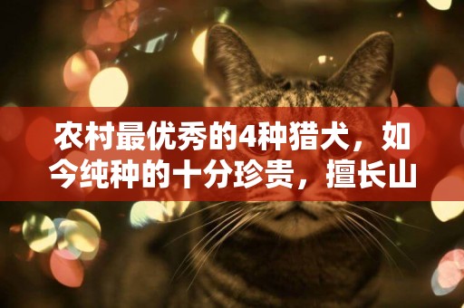 農村最優秀的4種獵犬，如今純種的十分珍貴，擅長山地捕獵 