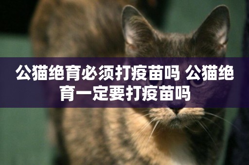 公貓絕育必須打疫苗嗎 公貓絕育一定要打疫苗嗎