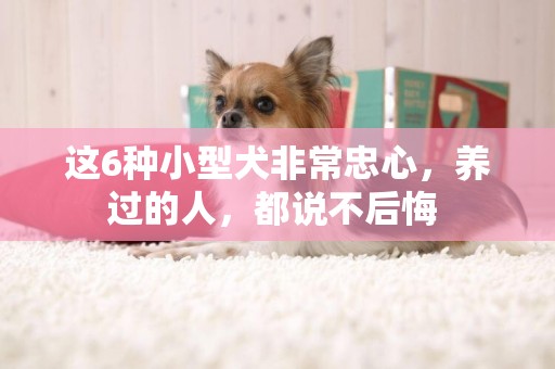 這6種小型犬非常忠心，養過的人，都說不后悔 