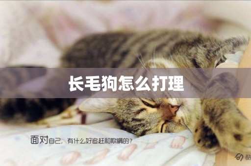 長毛狗怎么打理