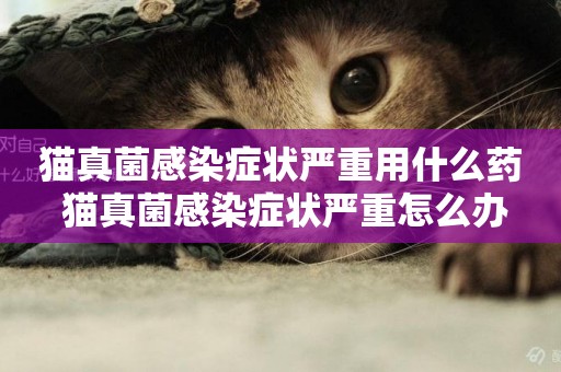 貓真菌感染癥狀嚴重用什么藥 貓真菌感染癥狀嚴重怎么辦