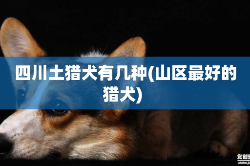 四川土獵犬有幾種(山區最好的獵犬) 