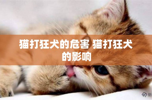 貓打狂犬的危害 貓打狂犬的影響