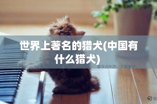 世界上著名的獵犬(中國有什么獵犬) 