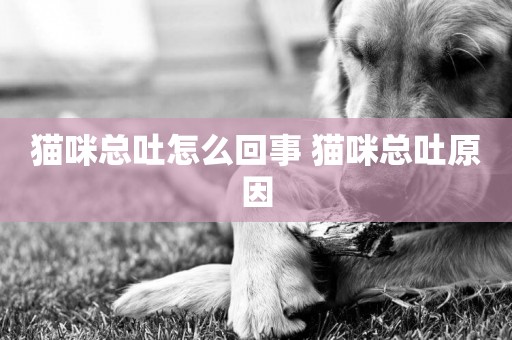 貓咪總吐怎么回事 貓咪總吐原因