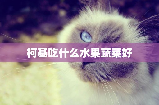 柯基吃什么水果蔬菜好