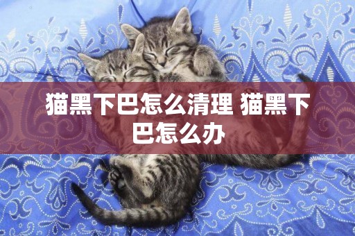 貓黑下巴怎么清理 貓黑下巴怎么辦