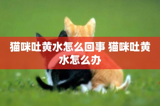 貓咪吐黃水怎么回事 貓咪吐黃水怎么辦