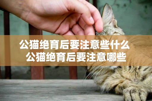 公貓絕育后要注意些什么 公貓絕育后要注意哪些