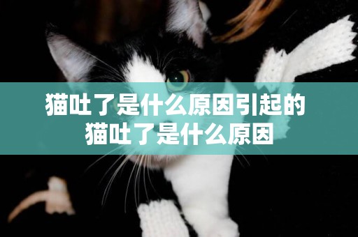 貓吐了是什么原因引起的 貓吐了是什么原因