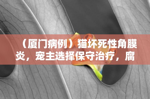 （廈門病例）貓壞死性角膜炎，寵主選擇保守治療，腐骨成功脫落 