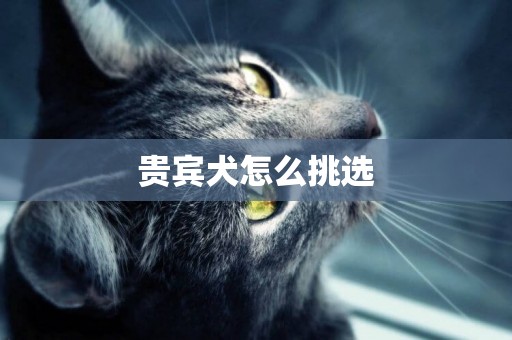 貴賓犬怎么挑選