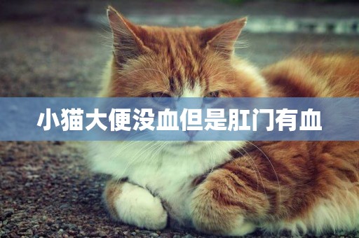 小貓大便沒血但是肛門有血