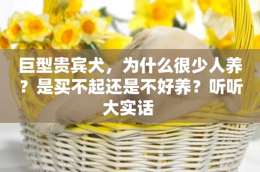 巨型貴賓犬，為什么很少人養？是買不起還是不好養？聽聽大實話 